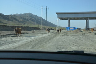 公路上的牛群与远处建筑