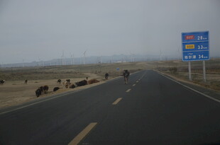 公路上的牦牛群