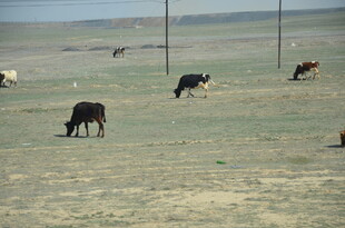 草原上的牛群悠然吃草