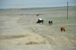 草原上的牛群悠然漫步