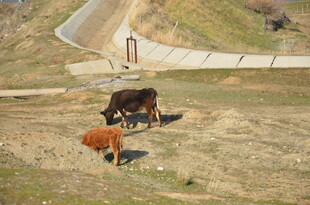 田野中的两头牛