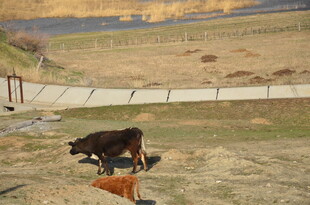 田野中的黑色耕牛