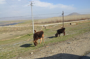 草原上的两头牛