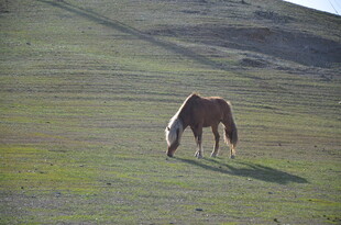 草原上低头吃草的骏马