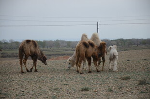 草原上的骆驼与马群