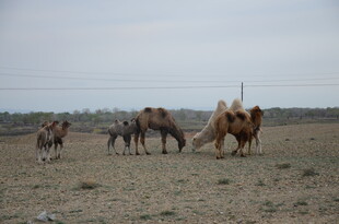 草原上的骆驼群