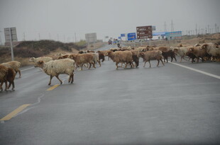 羊群横穿马路场景
