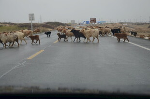 公路上成群牛羊正在穿行