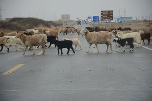 羊群漫步在公路上