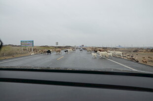 公路上羊群穿行