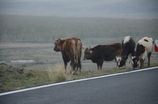 公路上漫步的几头奶牛