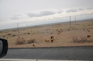 公路旁沙漠中的动物群