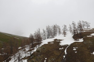雪覆山坡上的稀疏树木