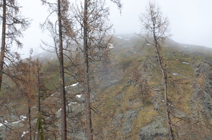雾中萧瑟山林景色