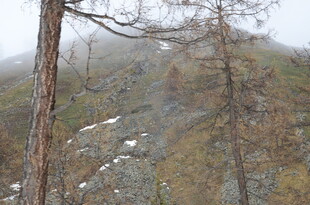 山间雾景中的枯树与残雪