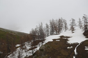 雪覆山坡上的稀疏树木