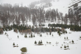 冬日雪景中的山林景观