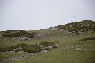 草原上的零星植被景观