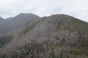 枯木覆盖的山峦景观