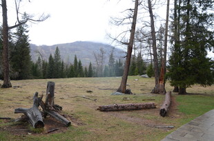 林间草地与倒伏树木景观