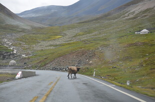 公路上独行的野生动物