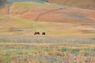 草原上的两匹马
