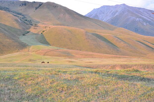草原山峦间的悠然景致