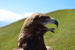 草原上的威武雄鹰