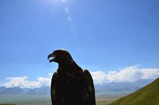 蓝天雄鹰 傲然独立