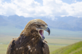 草原雄鹰张嘴展现野性