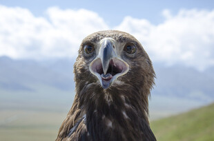 张嘴的雄鹰