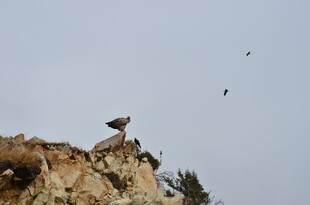 崖边飞鸟 自然灵动瞬间
