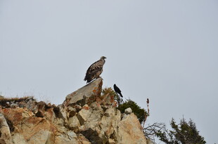 岩石上的雄鹰与群鸟