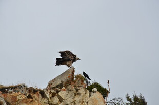 岩石上展翅的飞鸟