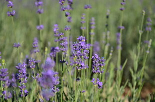 紫色薰衣草绽放的美丽