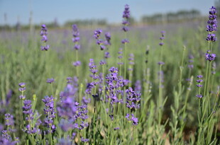 紫色薰衣草花田美景