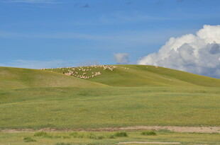 草原风光 蓝天白云下的美景