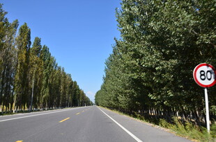 公路旁绿树与限速标志