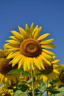 阳光下的灿烂向日葵