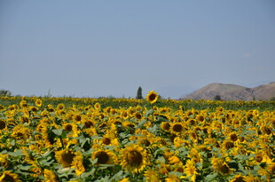 向日葵花海 灿烂田园风光