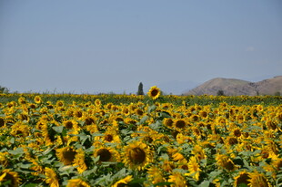 金黄向日葵花田美景