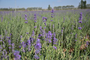 紫色薰衣草花田美景