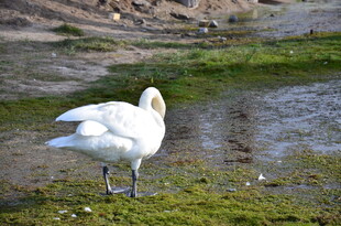 岸边优雅天鹅低头觅食