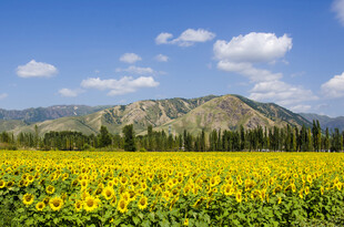 金黄向日葵田与远山美景