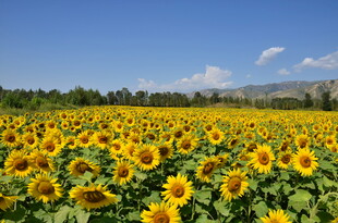 金黄向日葵花海美景