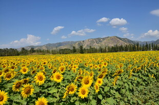 向日葵花海与远山蓝天