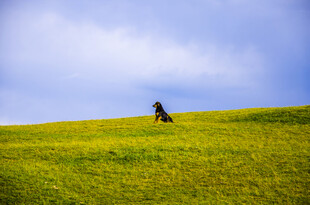 草原上独行的骏马
