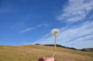 手托蒲公英于开阔天地间