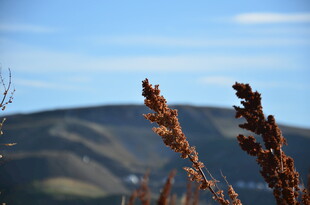 远山前的植物特写