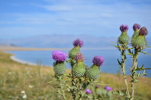 湖畔蓟花绽放美景